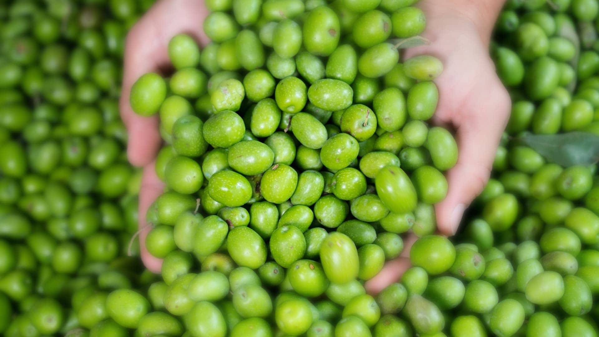 Two hands holding a collection of fresh green olives, showcasing their natural color and texture. - Olive Oil Times