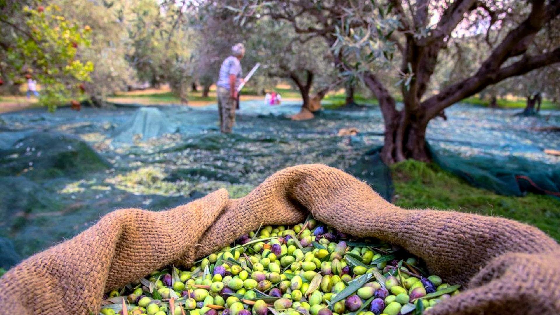 A woven basket filled with freshly harvested green and black olives in an olive grove. - Olive Oil Times