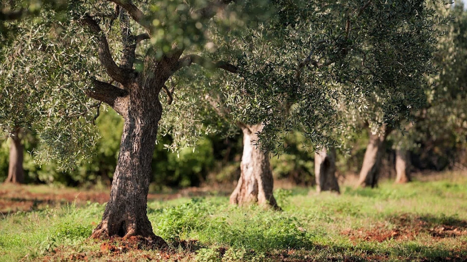 Several olive trees with thick trunks and green leaves in a field setting. - Olive Oil Times