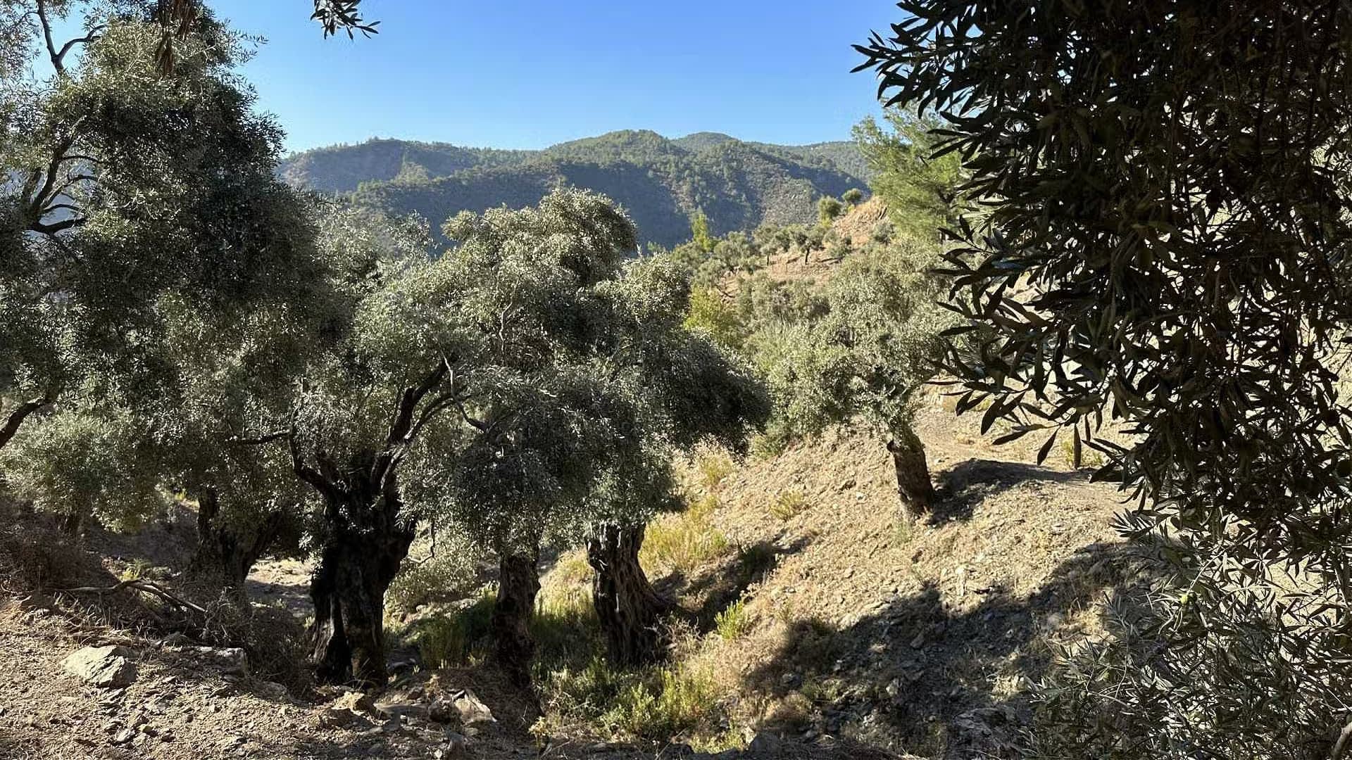 Group of olive trees growing on a hillside with mountains in the background. - Olive Oil Times