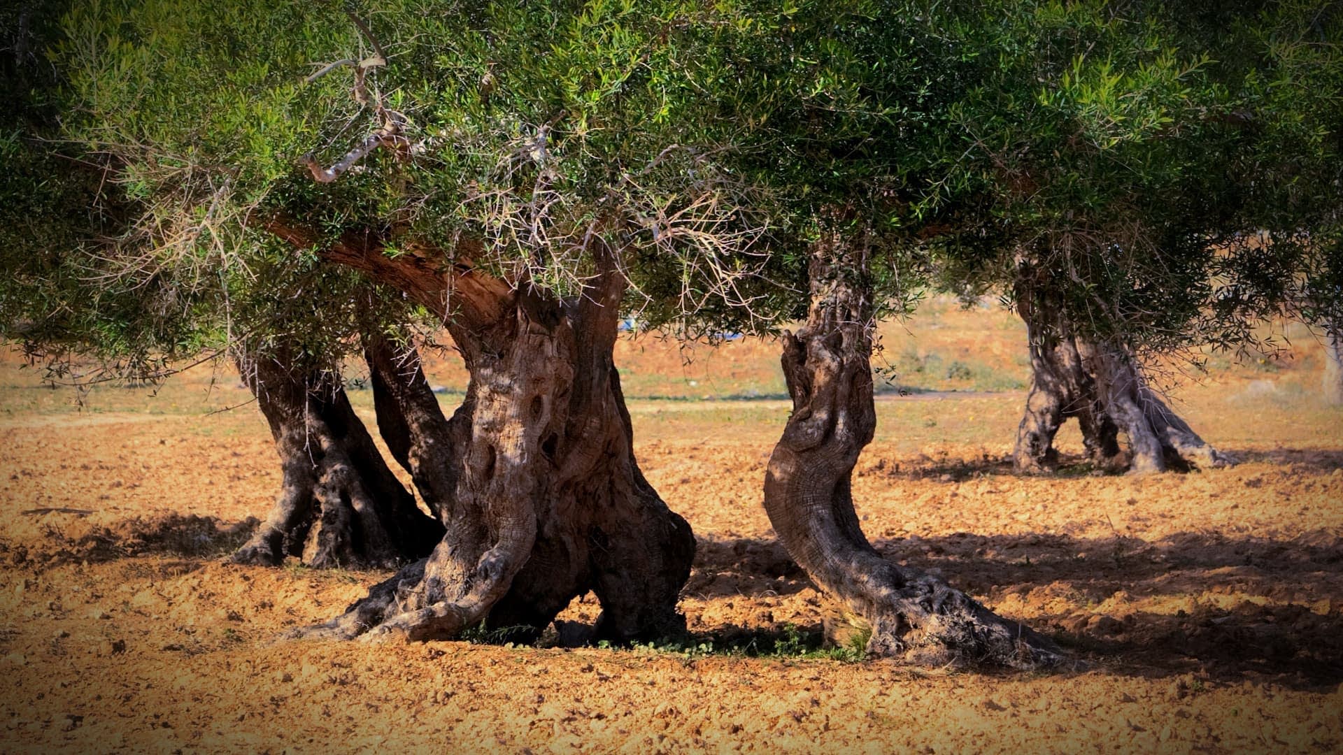 Group of olive trees with thick, gnarled trunks in a field. - Olive Oil Times