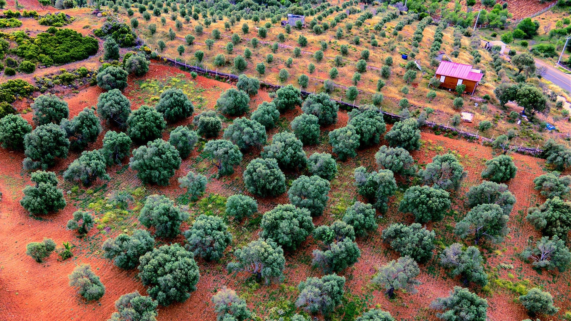 Aerial view of a lush olive grove with evenly spaced olive trees and red soil. - Olive Oil Times