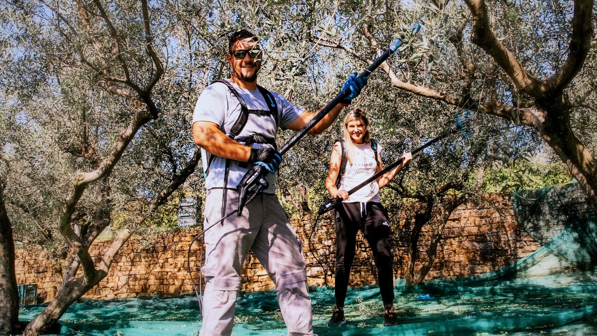 The Morgan family harvesting olive trees with mechanical rakes