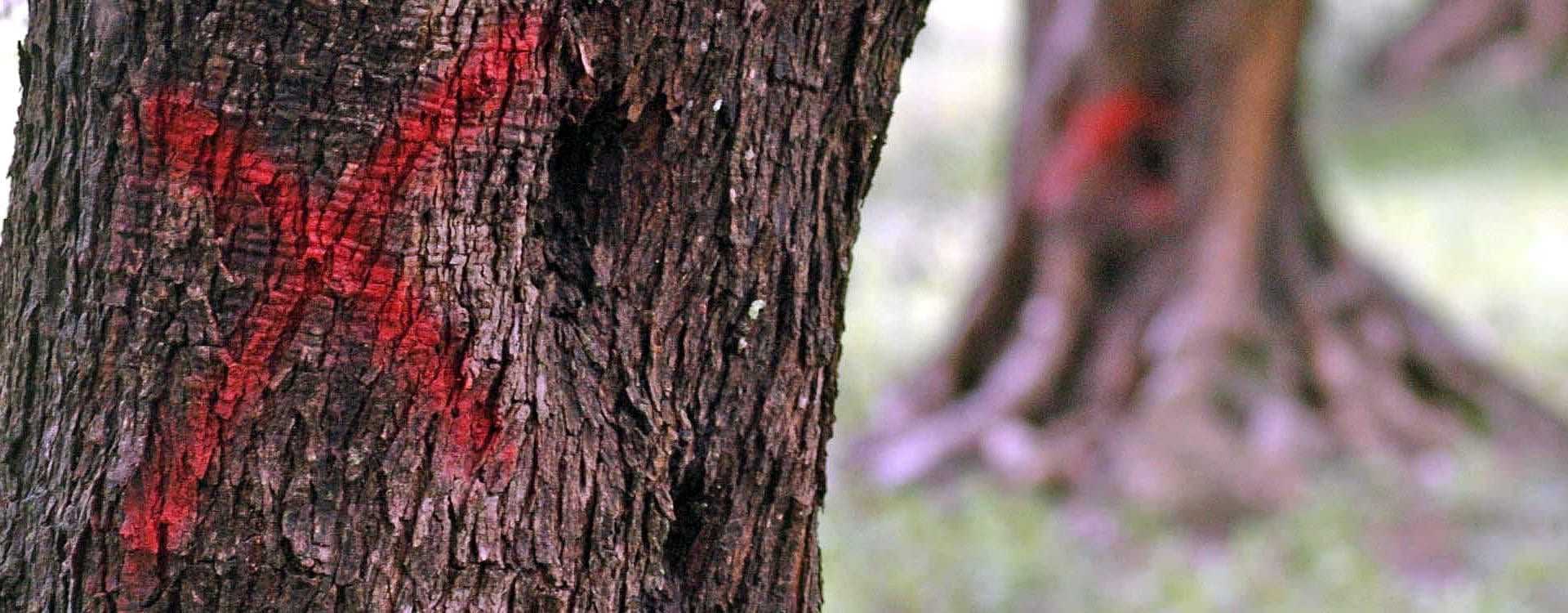 Close-up of a tree trunk with red markings visible on its surface. - Olive Oil Times