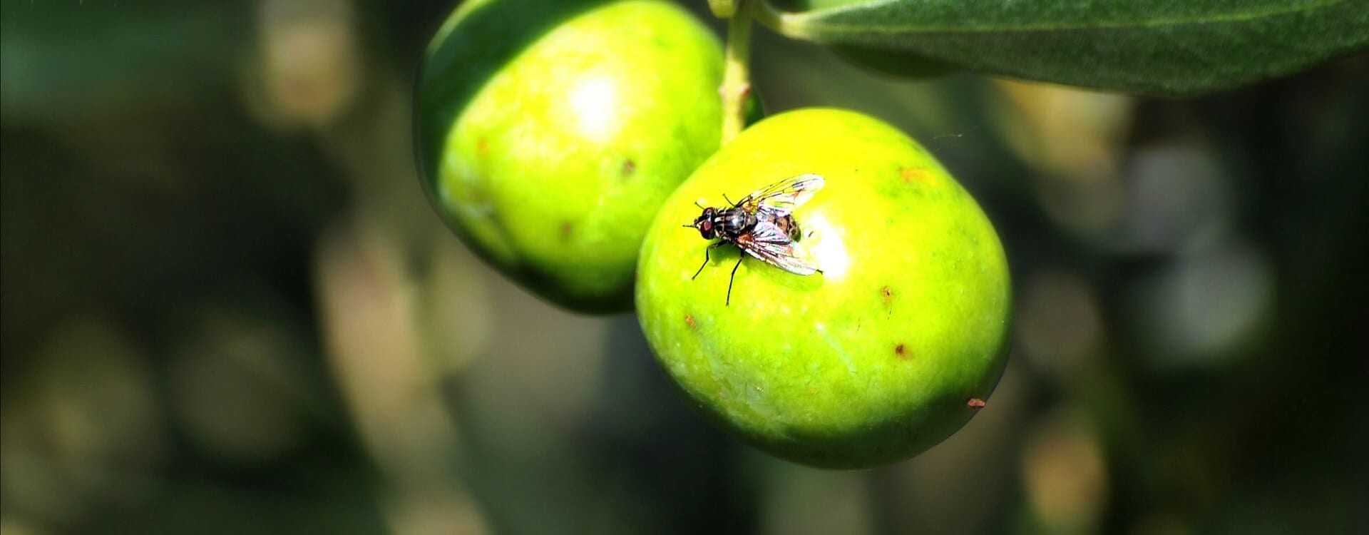 Close-up of green olives with a fly resting on one of the fruits. - Olive Oil Times
