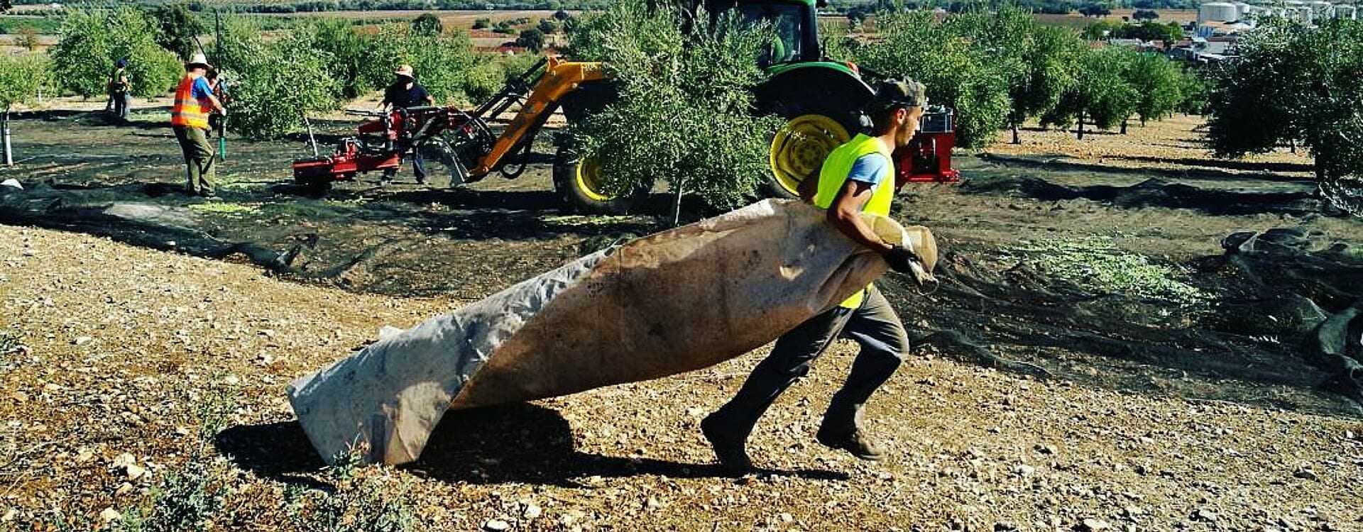 Workers harvesting olives in an orchard with a tractor in the background and nets on the ground. - Olive Oil Times