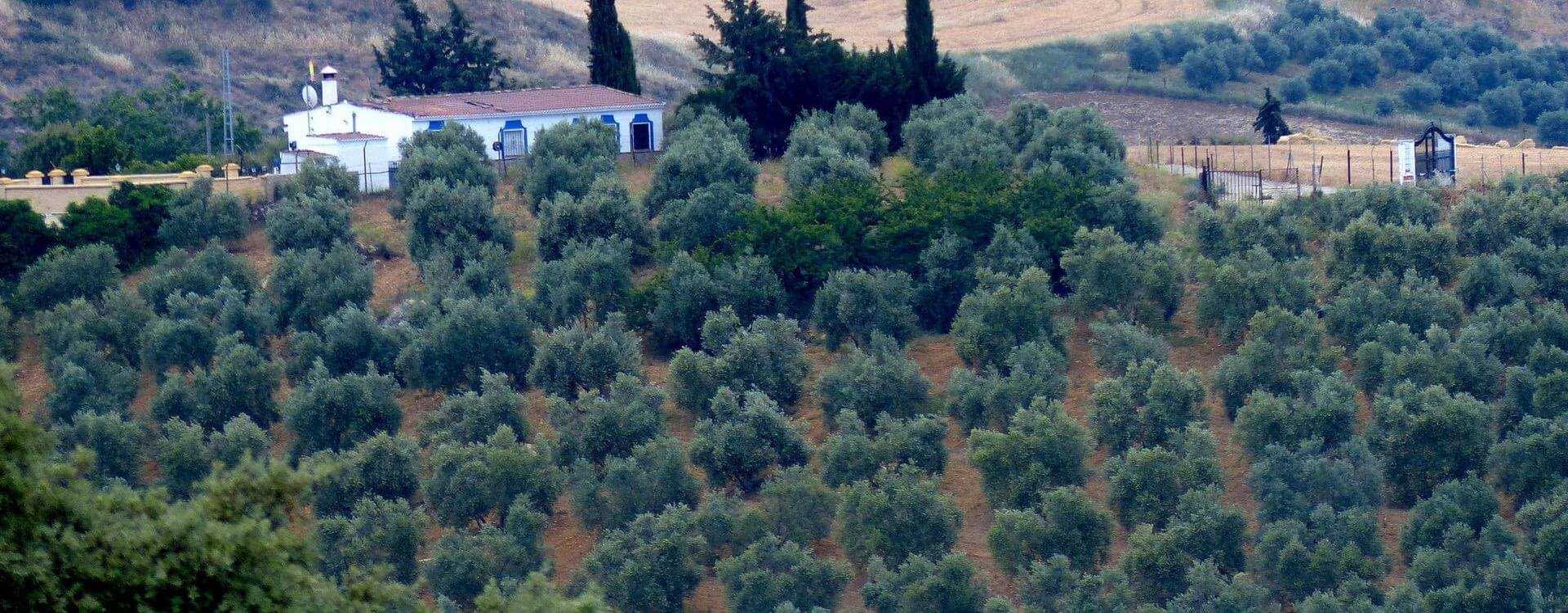A hillside covered with rows of olive trees, with a small building and cypress trees in the background. - Olive Oil Times