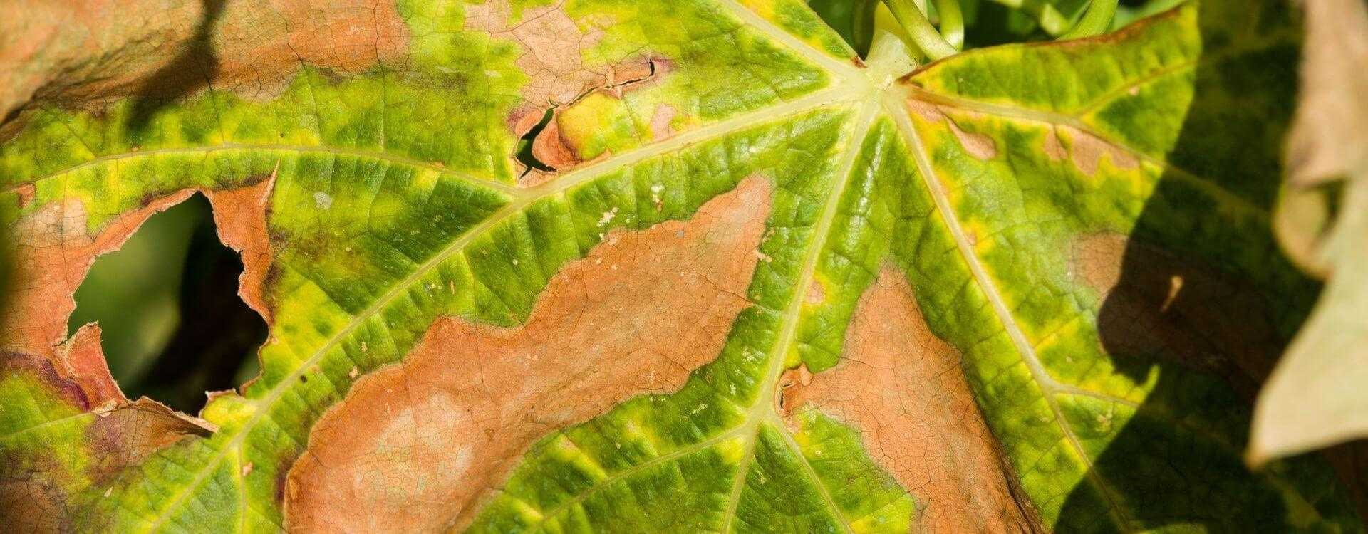 Close-up view of a leaf showing green and brown discoloration with holes. - Olive Oil Times
