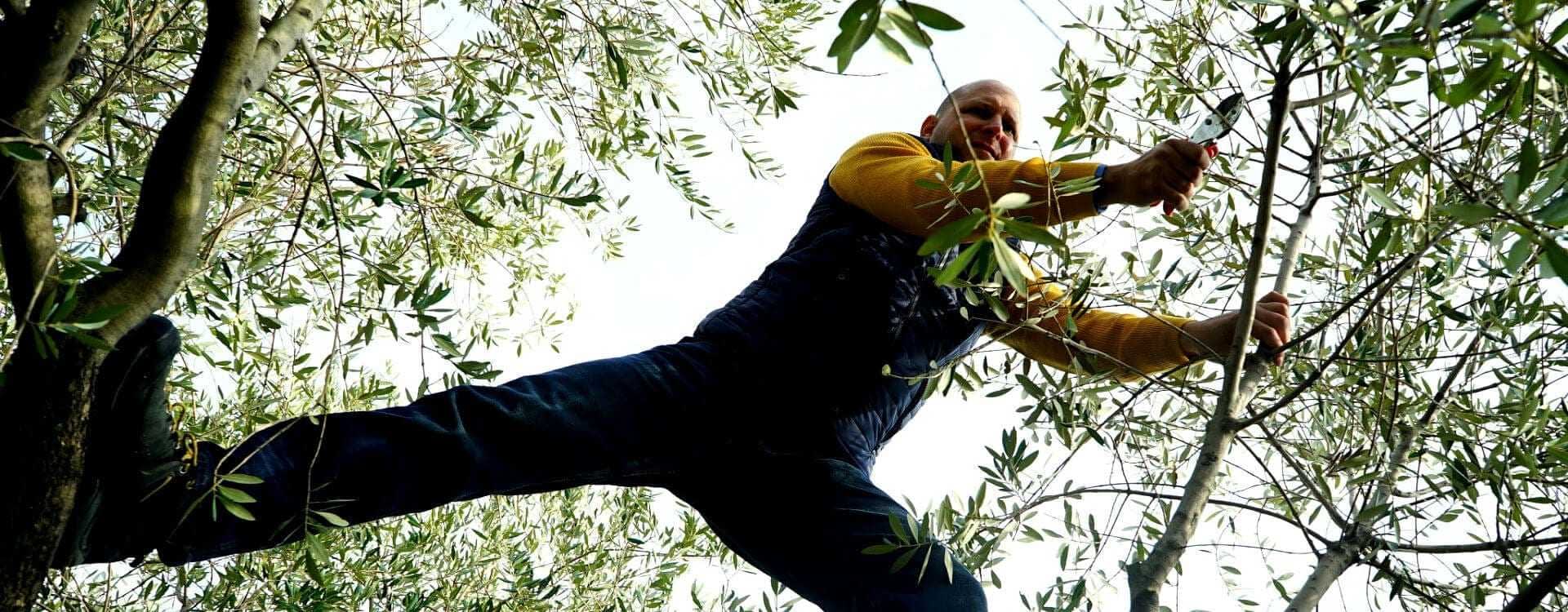 Man in a yellow long-sleeve shirt pruning olive tree branches while standing on a branch. - Olive Oil Times