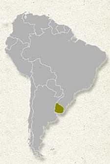 Map of South America with Uruguay highlighted in yellow on a gray background. - Olive Oil Times