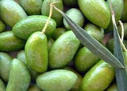 A close-up view of green Lucques olives with leaves on a surface. - Olive Oil Times