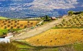 A landscape featuring olive groves and rolling hills under a clear sky. - Olive Oil Times