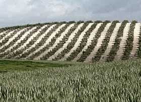 Terraced olive grove in Andalucia with rows of olive trees on a hillside. - Olive Oil Times