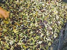 Hands sorting through harvested olives and leaves on a large mesh tarp. - Olive Oil Times