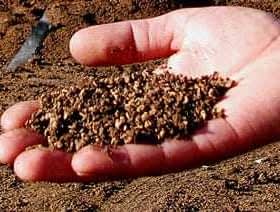 A hand holding a handful of olive pomace, a byproduct of olive oil production. - Olive Oil Times