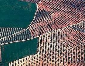 Aerial image showing a large olive grove with neatly arranged trees in rows. - Olive Oil Times