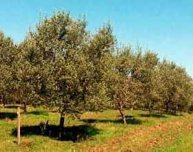 A row of olive trees in an orchard under a clear blue sky. - Olive Oil Times
