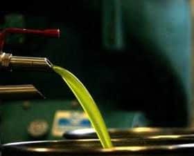 Green olive oil flowing from a spout into a metal container during the extraction process. - Olive Oil Times