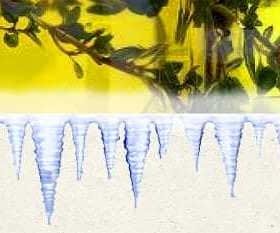 A glass container filled with olive oil, with visible plant elements inside. - Olive Oil Times