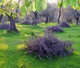 Piles of olive biomass in a green orchard with olive trees in the background. - Olive Oil Times