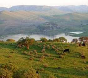 Expansive green hills with several cattle grazing in the foreground and a body of water in the background. - Olive Oil Times