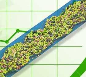 Green and purple olives on a conveyor belt with a green graph background showing upward trends. - Olive Oil Times
