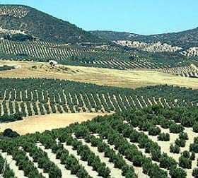 Vastes oliveraies en Andalousie, avec des rangées d'oliviers sur des collines vallonnées. - Olive Oil Times
