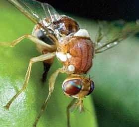Close-up of an olive fruit fly perched on a green olive. - Olive Oil Times