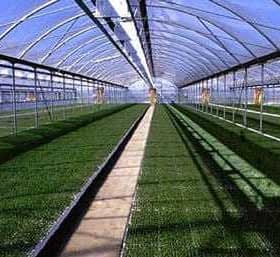 Interior view of a greenhouse featuring rows of grass on the ground and a clear roof. - Olive Oil Times