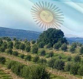 Olive trees in a grove with an overlay of the Argentine flag in the background. - Olive Oil Times