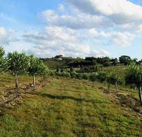 A row of trees planted on a hillside with a grassy area and cloudy sky in the background. - Olive Oil Times