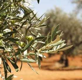 Close-up of an olive tree branch featuring green olives and leaves in a natural setting. - Olive Oil Times