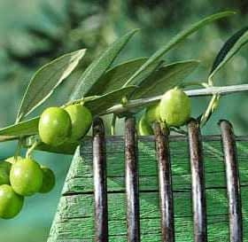 A close-up of an olive branch featuring green olives resting on a textured surface. - Olive Oil Times