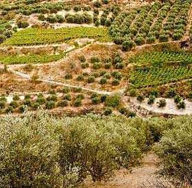 Aerial view of terraced olive groves and vineyards on a hillside. - Olive Oil Times