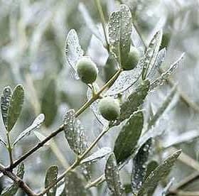 Close-up of an olive tree branch with green olives and raindrops on the leaves. - Olive Oil Times