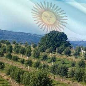 Olive trees arranged in rows on a hillside with an overlay of the Argentine flag. - Olive Oil Times