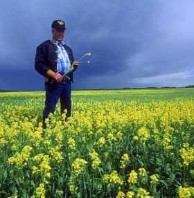 A man holding a flower while standing in a field of yellow flowers under a cloudy sky. - Olive Oil Times