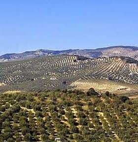 Vaste paysage d'oliveraies en Espagne avec des collines vallonnées et des rangées d'oliviers. - Olive Oil Times
