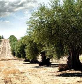Row of olive trees in a field with a dirt path and distant hills. - Olive Oil Times