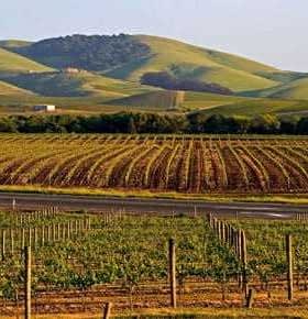 Rows of grapevines in a vineyard with rolling green hills in the background. - Olive Oil Times