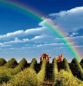 Olivos en hileras bajo un cielo azul con un arcoíris arqueado encima. Olive Oil Times