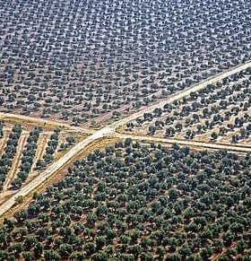 Aerial view of a large olive grove with neatly arranged trees and pathways in Spain. - Olive Oil Times