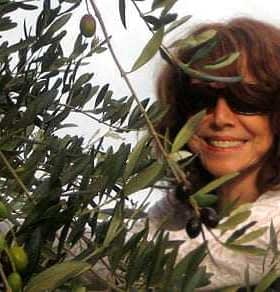 Woman smiling while harvesting olives from an olive tree in a sunny outdoor setting. - Olive Oil Times