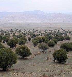 A landscape featuring numerous olive trees arranged in rows across a flat terrain. - Olive Oil Times