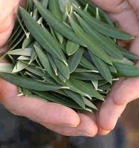 A pair of hands holding a collection of fresh olive leaves, showcasing their green color and elongated shape. - Olive Oil Times