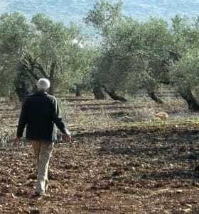 Individual walking among olive trees in a grove with a clear sky in the background. - Olive Oil Times