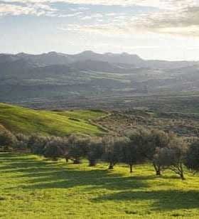 Oliviers disposés en rangées sur une colline avec de l'herbe verte et des montagnes lointaines. - Olive Oil Times