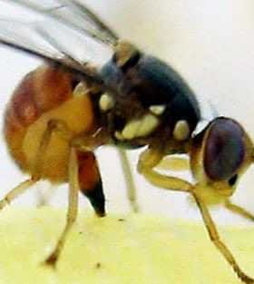 Close-up image of a fruit fly showing its body structure and wings. - Olive Oil Times