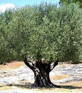 An olive tree with a thick canopy of green leaves and a sturdy trunk in a natural setting. - Olive Oil Times