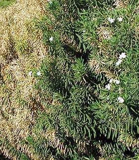 A row of shrubs displaying green foliage and brown, dried leaves with white flowers interspersed. - Olive Oil Times